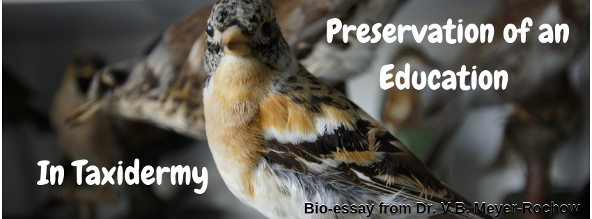 biology zoology blog benno meyer rochow in taxidermy education